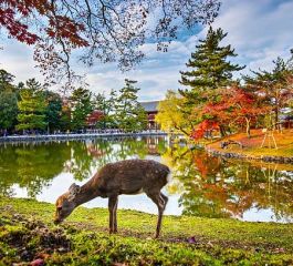 Diamond Princess ile Kurban Bayramı'nda Japonya & Güney Kore Katar Havayolları - 25 Mayıs 2026