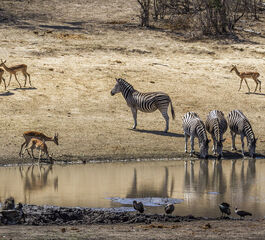Görkemli Güney Afrika ve Safari 7 Gece - THY ile 19 Mart (Ramazan Bayramı Özel) (CPT - JNB) AT1122
