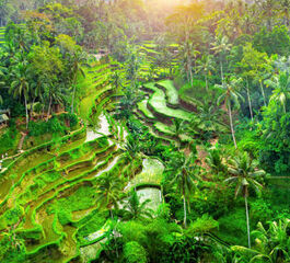 Bali Serüveni Turu Qatar Hava Yolları ile 5 Gece (DPS-DOH-DPS) - Ramazan Bayramı 2026 Dönemi