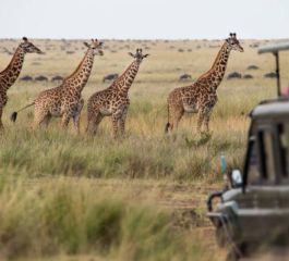 Görkemli Güney Afrika ve Safari 7 Gece Türk Hava Yolları ile 23 Mayıs Hareketli (Kurban Bayramı Özel) (CPT - JNB)