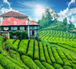 İkonik Karadeniz Yaylalar ve Batum Turu | 3 Gece Konaklamalı İstanbul Çıkışlı Kurban Bayramı Özel